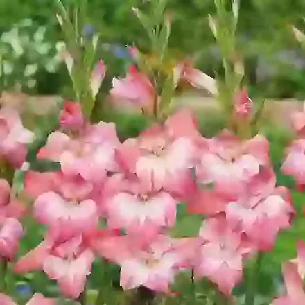 Charming Beauty